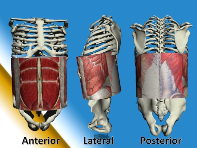 limites de la pared abdominal