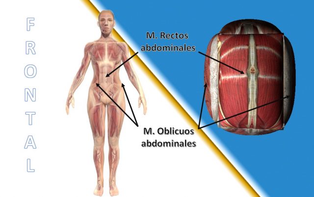 limite anterior de la pared abdominal