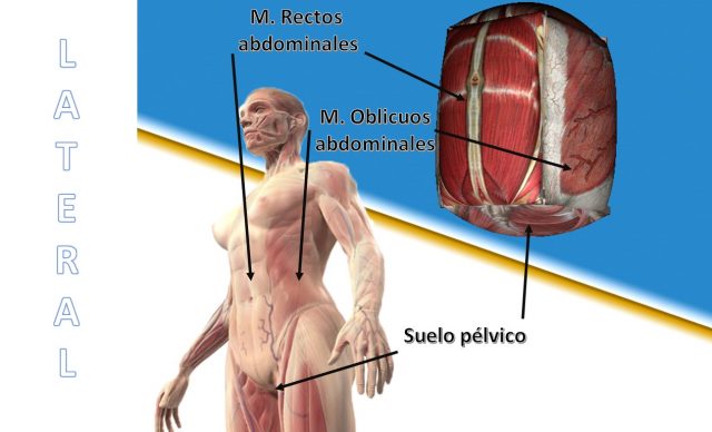 laterales derecha e izquierda pared abdominal