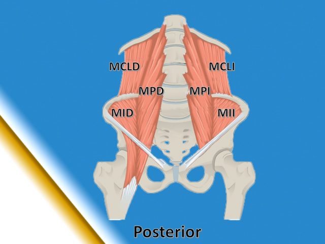 anatomia de la pared abdominal lumbar