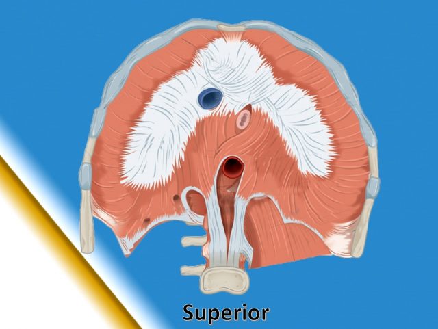 anatomia de la pared abdominal diafragma