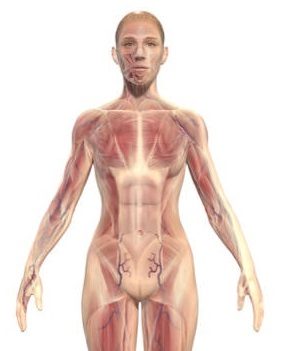 anatomía de la pared abdominal